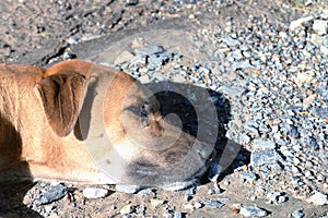 Close up dog head Soak up the sun, Brown Dog is sleeping Lying, Thai Ridgeback dog brown asian