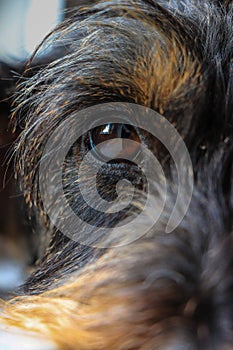Close up from a dog head Teckel