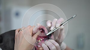 Close-up dog jaw with female hand in gloves cleaning teeth with tweezers. Unrecognizable Caucasian veterinarian with