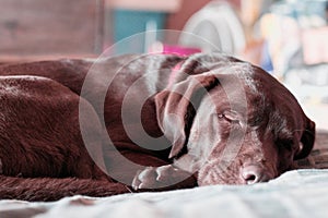 a close up of a dog laying on a bed and looking at the camera