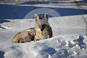 a close up of a dog laying in the snow in the sun