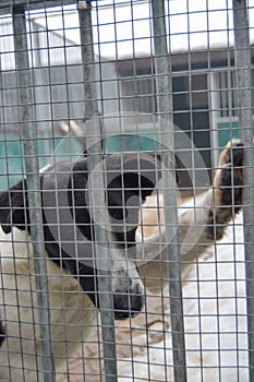 Close-up of a Dog muzzle with sad eye behind in a cage in a shelter for homeless dogs