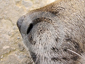 Close up Dog nose