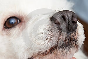 Close-up of dog nose