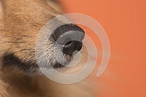 Close up of a dog nose on an orange background