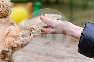 Close-up of a dog paw in woman's hand