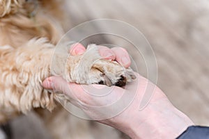 Close-up of a dog paw in woman's hand