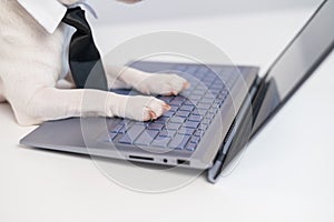 Close-up of dog paws on computer.