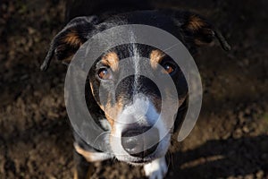 Close up dog portrait, appenzeller sennenhund