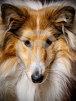 Close-Up of Dog portrait. Face of Sheltie.