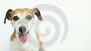 Close up dog portrait. White background. Video footage