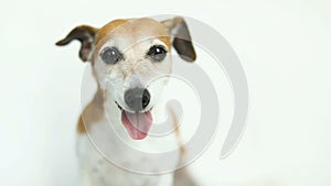 Close up dog portrait. White background. Video footage. Smiling Jack Russell terrier