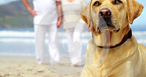 Close-up dog relaxing on beach