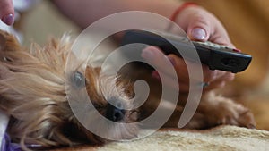 Close-up of the dog resting and watching TV the hand of the mistress holds the remote control. A funny yoksher terrier lies on the