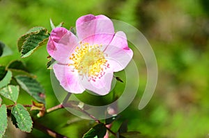 Close-up of a dog rose, with green leaves on a blurry backgroun