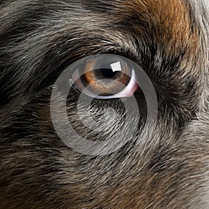 Close up of dog's eye