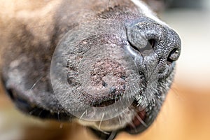 Close-up of a dog`s face, a labrador`s nose