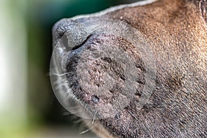 Close-up of a dog`s face, a labrador`s nose