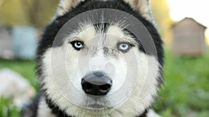 Close-Up Of a Dog`s Face. A Siberian Husky With Blue Eyes Looking Directly Into the Camera