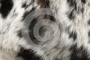Close up of the dog's fur
