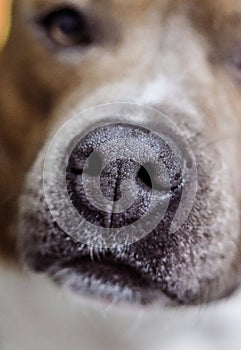 Close-up of a dog's nose. American Staffordshire Terrier. Dog model. Wet nose, devotion. Postcard, photo