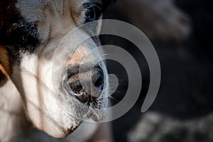 Close-up of a dog\'s nose. One Saint Bernard dog. St. Bernard. Alpine Spaniel