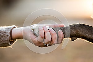 Close up of dog shaking hands with her female owner.