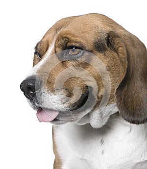 Close-up on a dog , side view, Beagle Digital enhancement