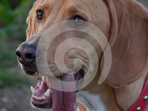 Close-up of a dog sticking out its tongue and teeth