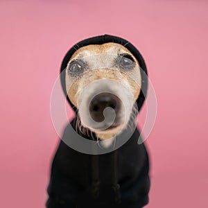 A close up dog in sweater hoodie face portrait.