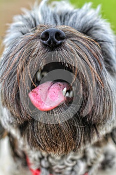Close up dog with tongue sticking out
