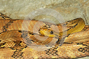 Close up dog tooth cat eye snake on the rock in thailand