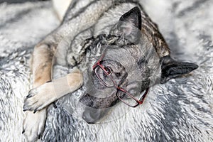 Close-up of dog wearing pink reading glasses