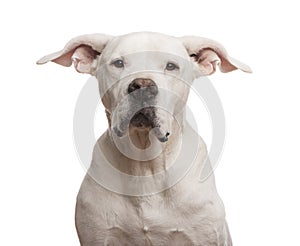 Close-up of a Dogo Argentino looking at the camera