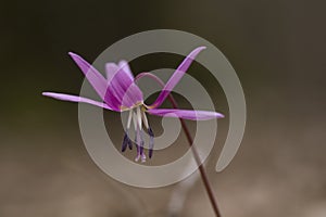 Close-up of dogs-tooth flower in the wood