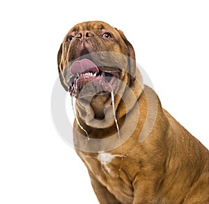 Close-up of a Dogue de bordeaux drooling