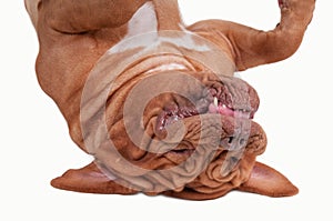 Close up of Dogue De Bordeaux lying upside down