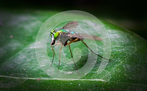 Close up Dolichopodidae (fly) on green leaf in nature photo