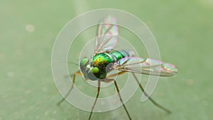 Close-up dolichopodidae, the long-legged flies photo