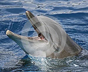 Close-up of dolphin