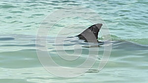 Close up dolphin fin in Monkey Mia Shark Bay National Park