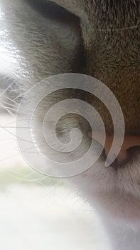 Close-up of a domestic cat