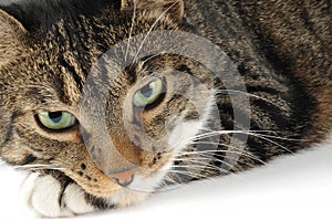 Close-up of domestic cat