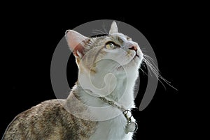 Close-up Domestic Cat Curiously Looking Upward Isolated on Black Background