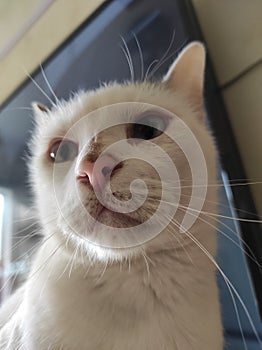 Close-up of a domestic cat. Feline. Home. Love