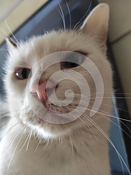 Close-up of a domestic cat. Feline. Home. Love