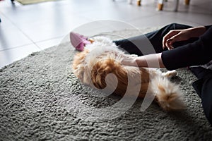 Close-up of domestic cat sitting on his owner& x27;s knees and relaxing.