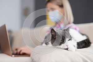 Domestic cat sleeping peacefully on sofa while owner woman working on laptop