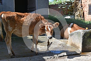 Close up of domestic cow