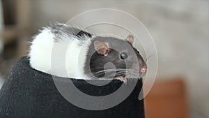 Close-up of a domestic furry and funny rat. Our pets